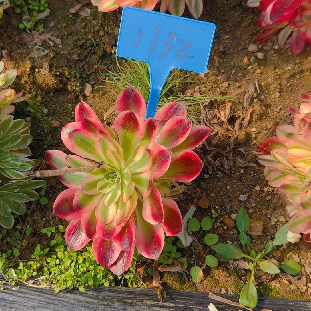 1132女巫多肉哦哦哦