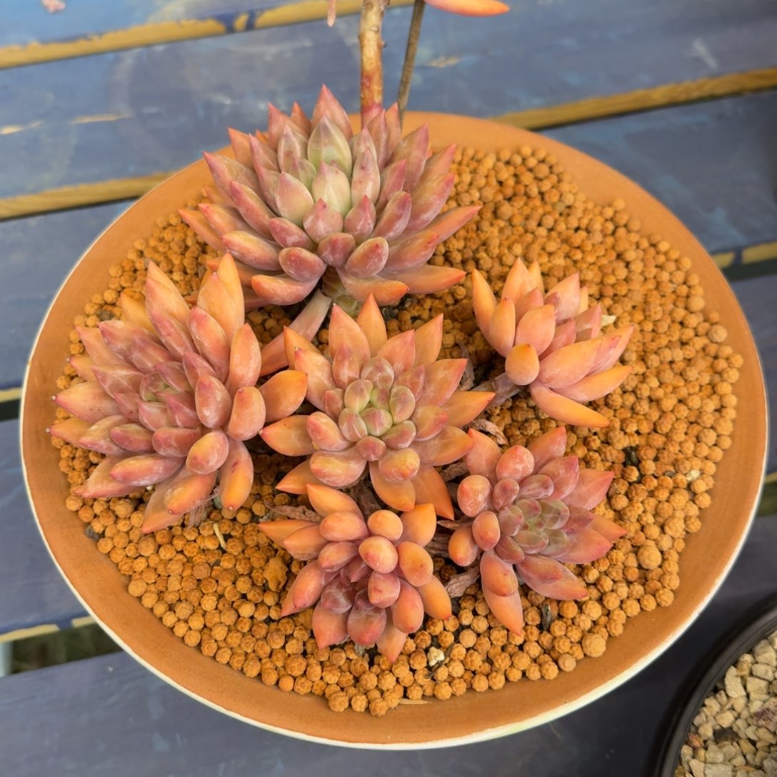 巧***店巧克力一号店水晶球