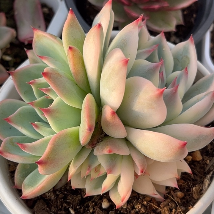 吉娃娃锦群生一颗价格发货