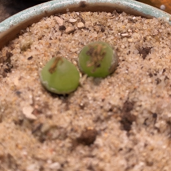 2132大葫芦一颗。       