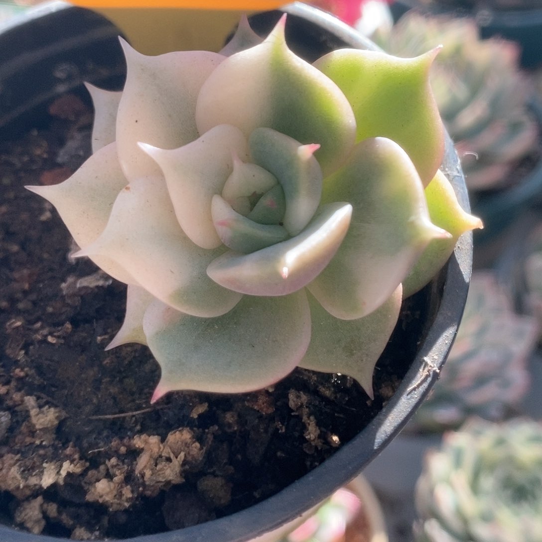 211贝加尔湖锦锦锦锦锦锦