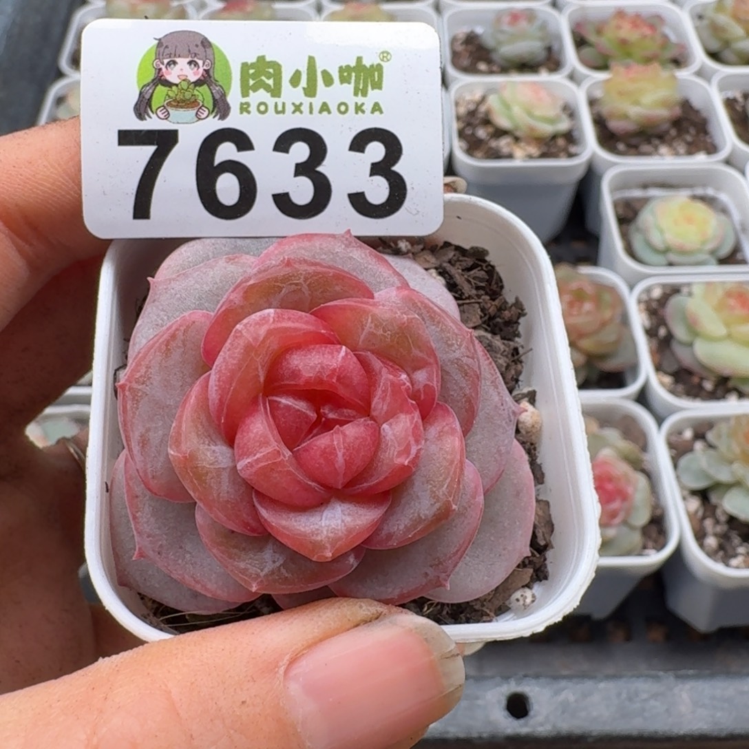 嘉***多肉植物多肉植物