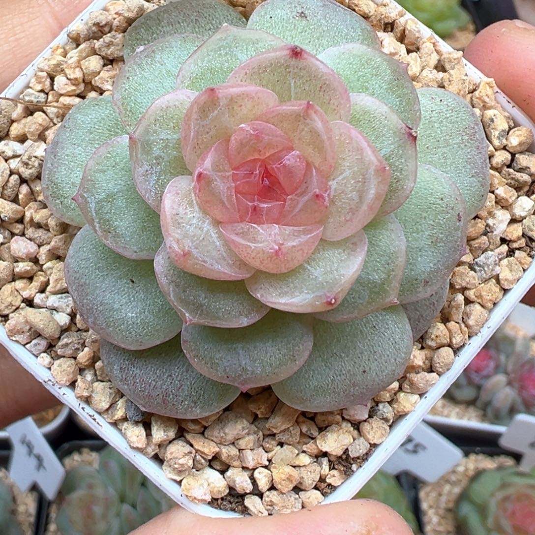 409号仙音风花雪月系列