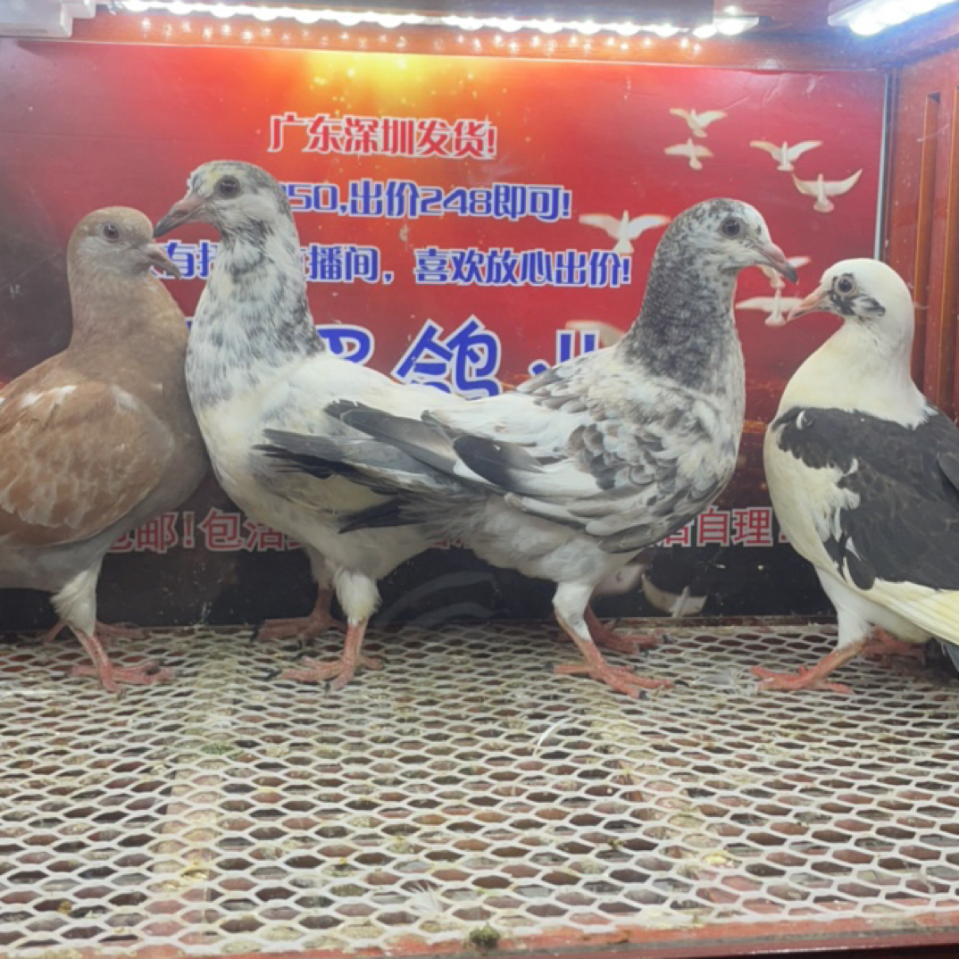 信鸽赛鸽种鸽成绩鸽鸽子笼子鸽用品