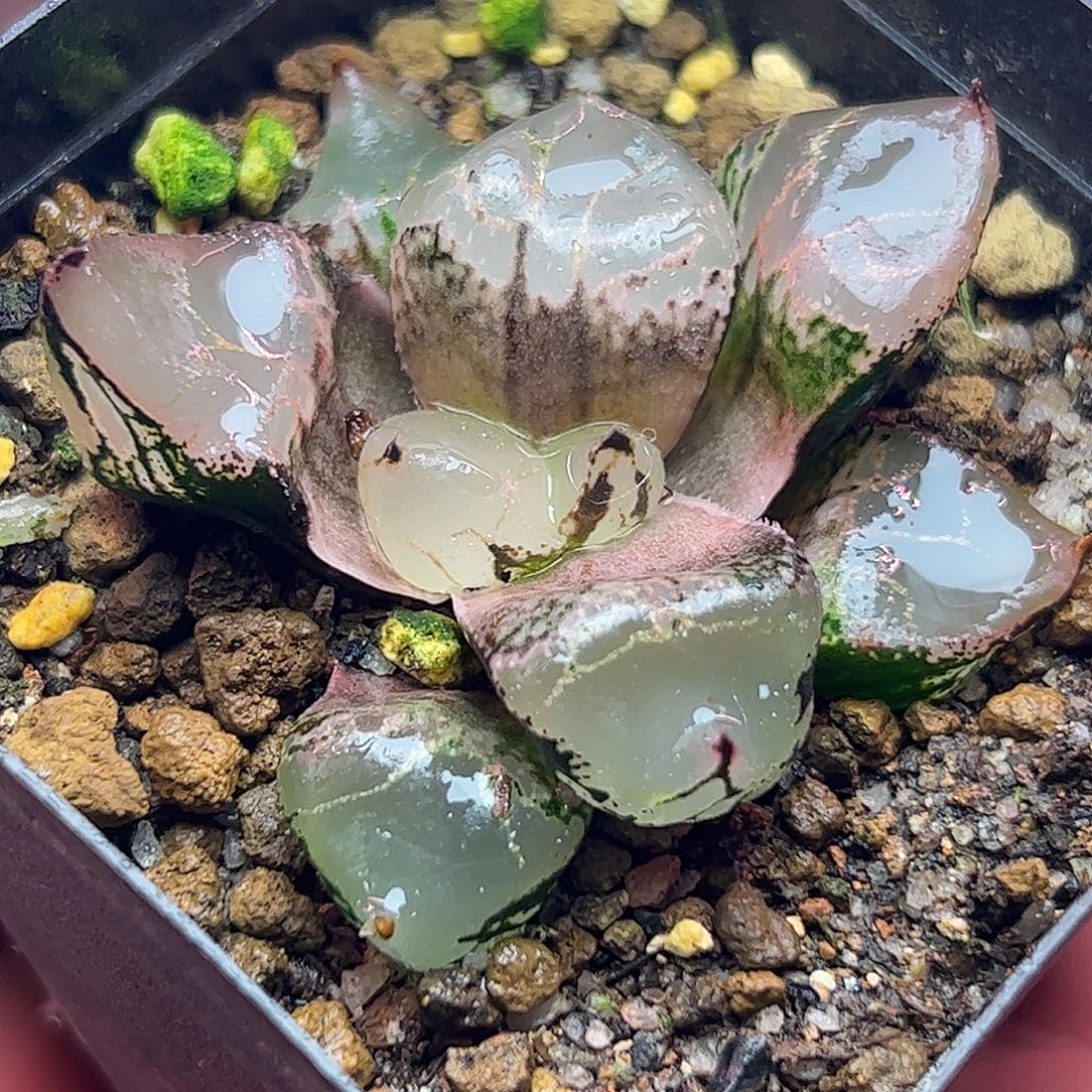 5.3冰皇十二卷多肉植物