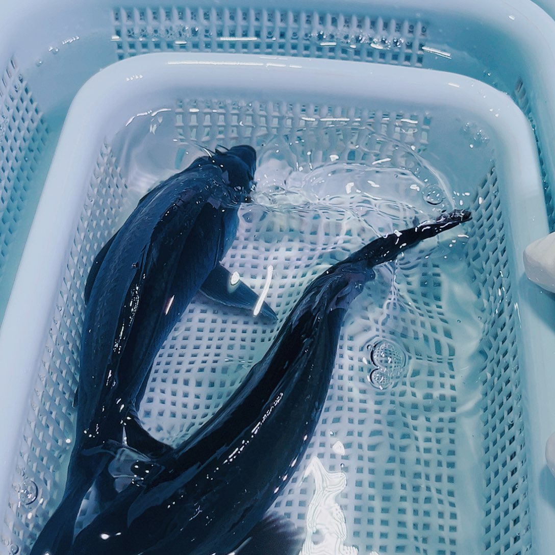 锦鲤锦鲤冷水鱼观赏