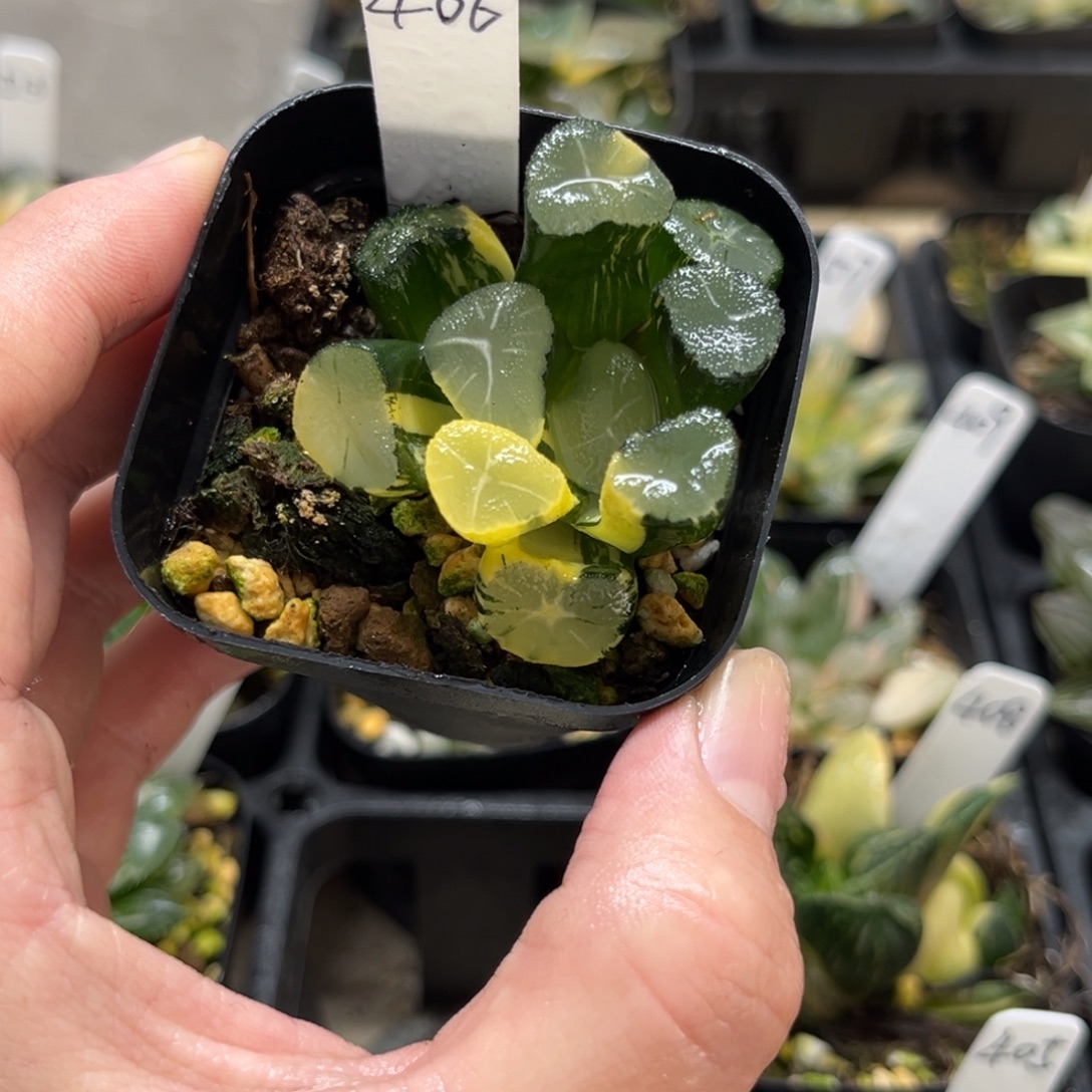 406玉龙万象锦一物一拍