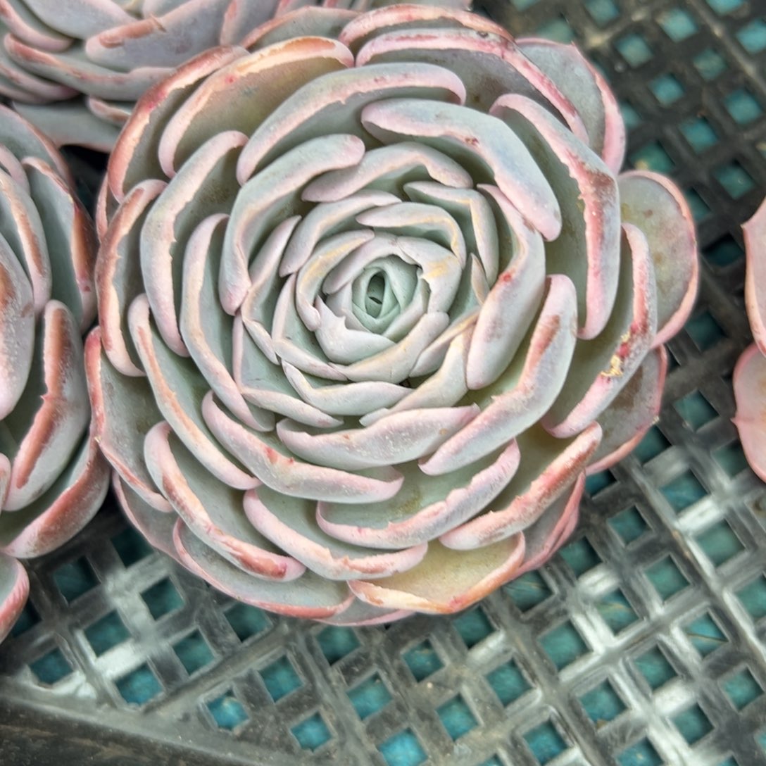 从前慢花园多肉精选编号1.3芍药玫瑰