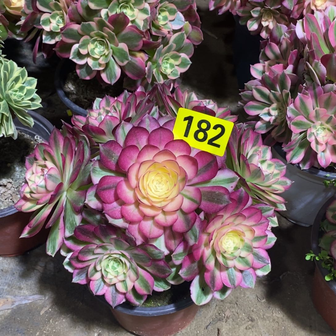 青城多肉法师182