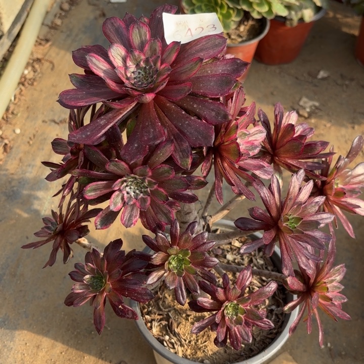 紫霞仙子多肉法师6423