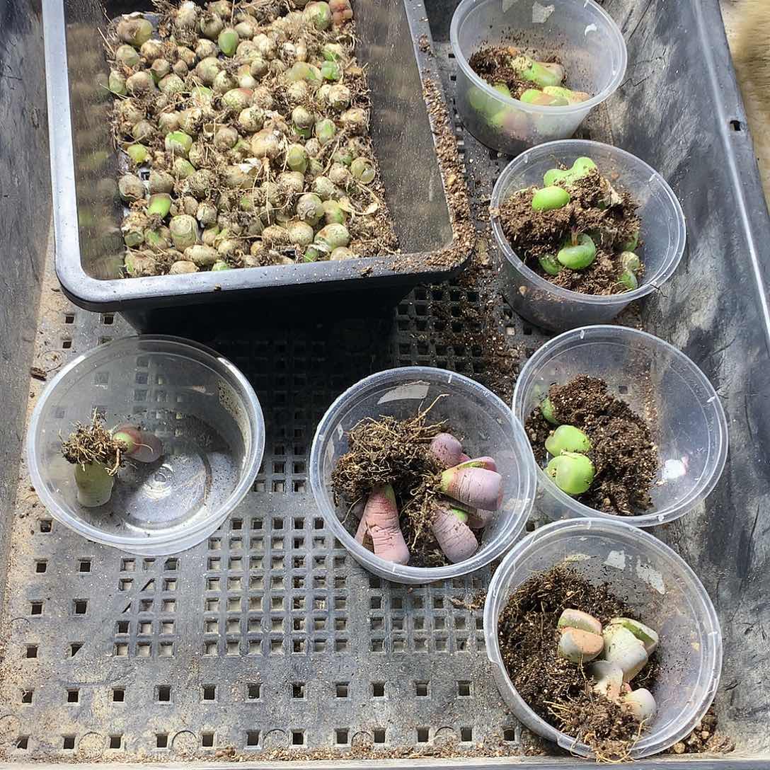 大****瓜D299多肉植物保护研究所
