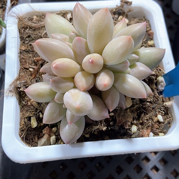 多肉植物车厘子7366