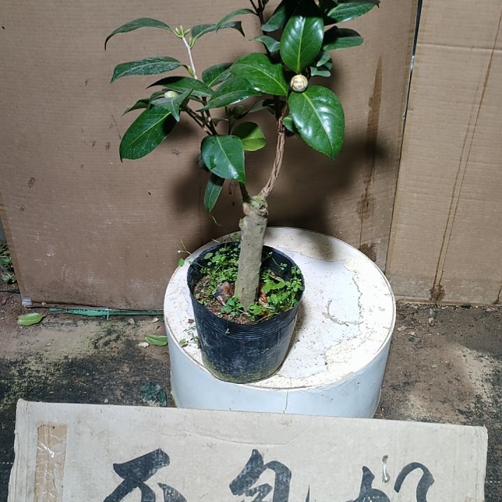 327女郎，原盆原土发货，不包邮