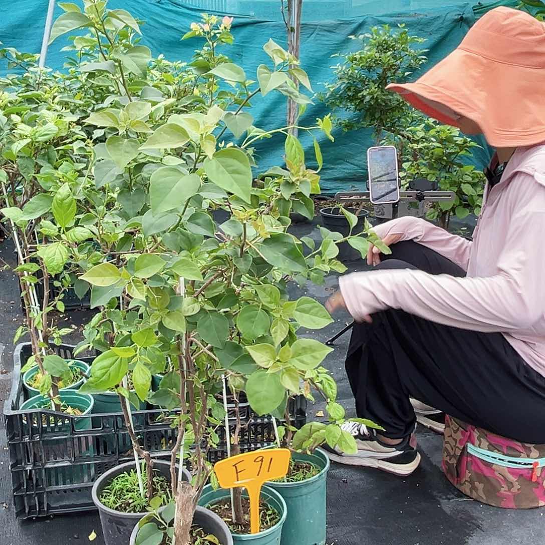 当前无花栽培后可以开花F91随机一颗