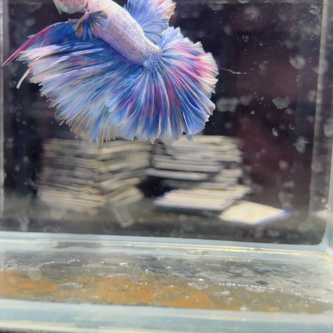 斗鱼浅色特殊尾hhhh