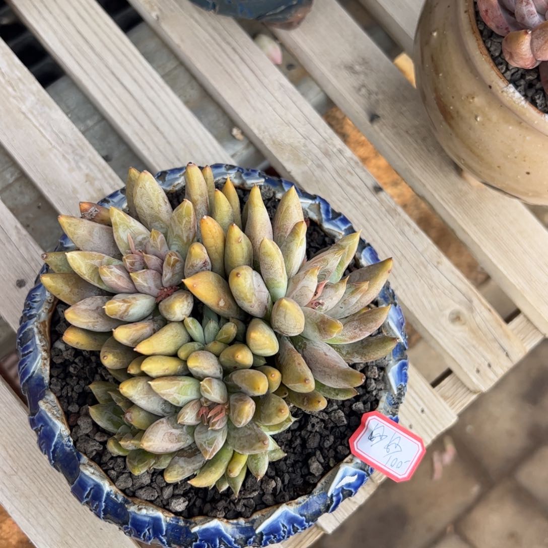 多的植物多的植物