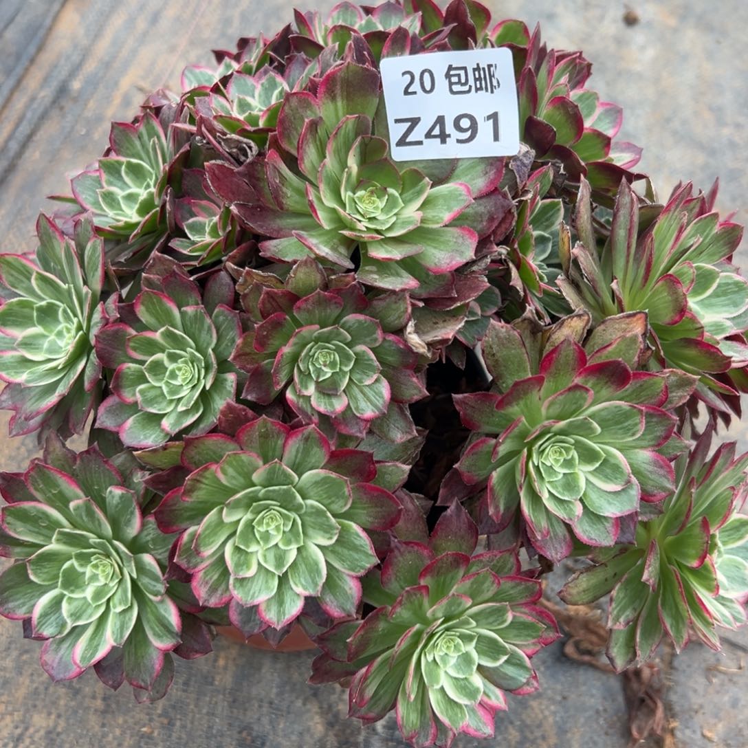 491水晶莲花，多肉饿死