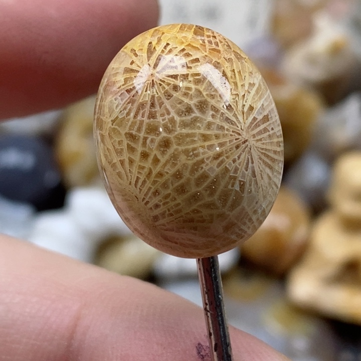 颈饰未镶嵌硅化珊瑚（珊瑚玉）