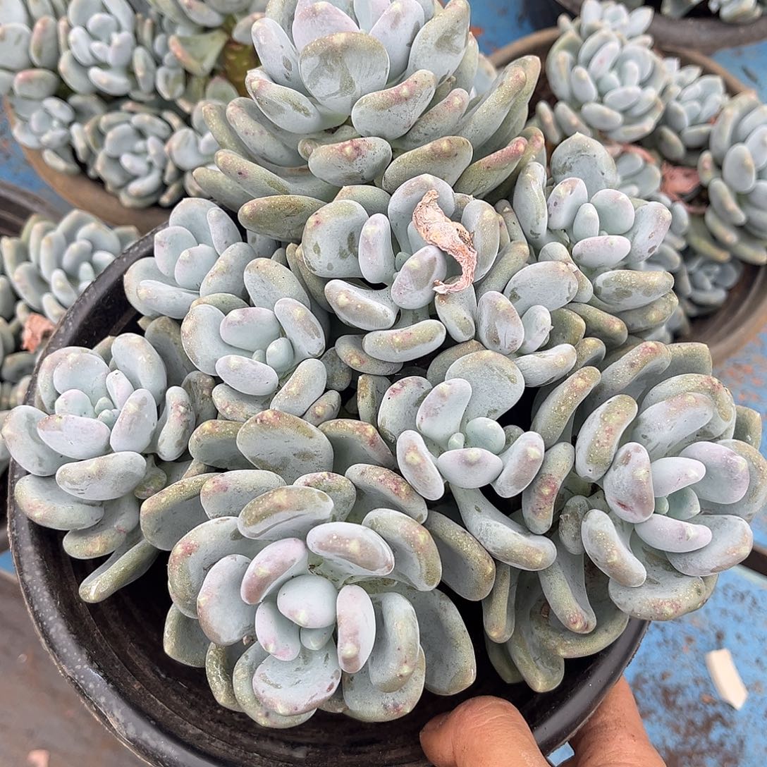 咖啡美人18.88多肉植物精品