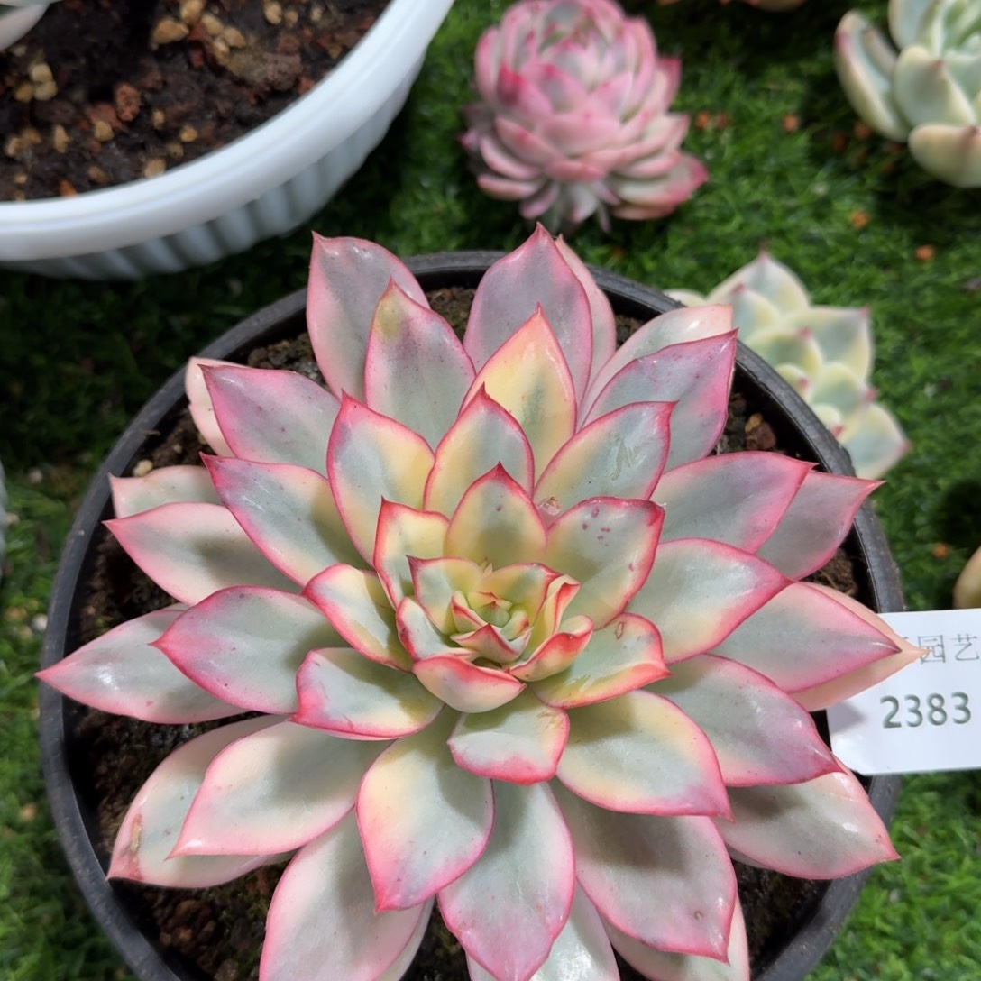 2383月光女神锦多肉植物