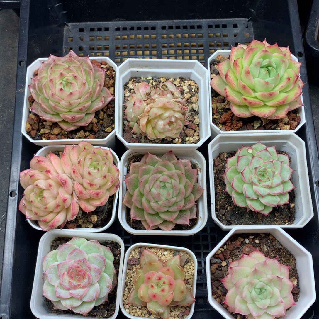 1208-196 套餐一组