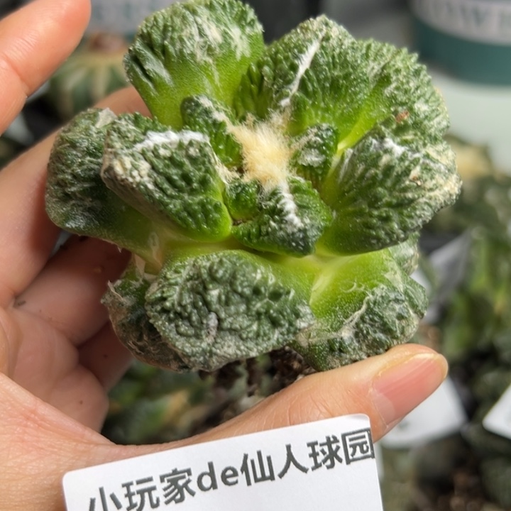 48 脱土带根发货