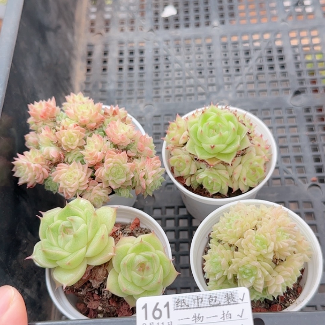 蜡***娜多肉0911-161散的