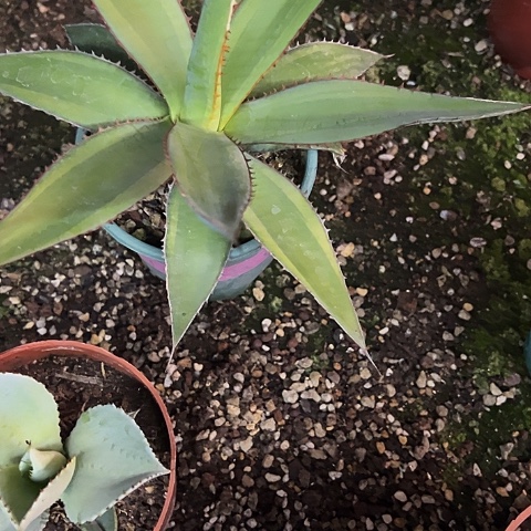 印花龙白腹轮锦植物