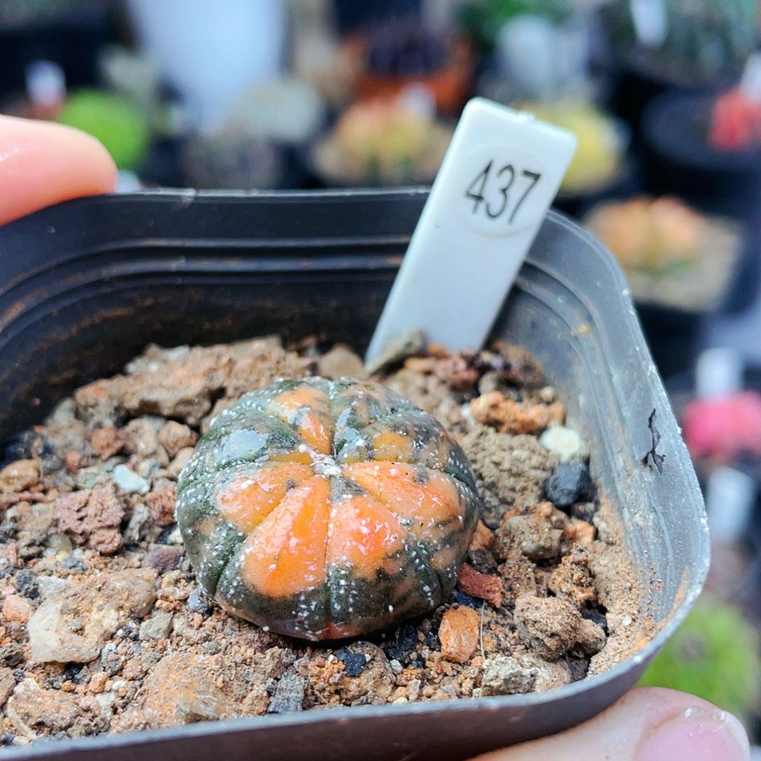 非偏远地区满25裸根发货仙人球