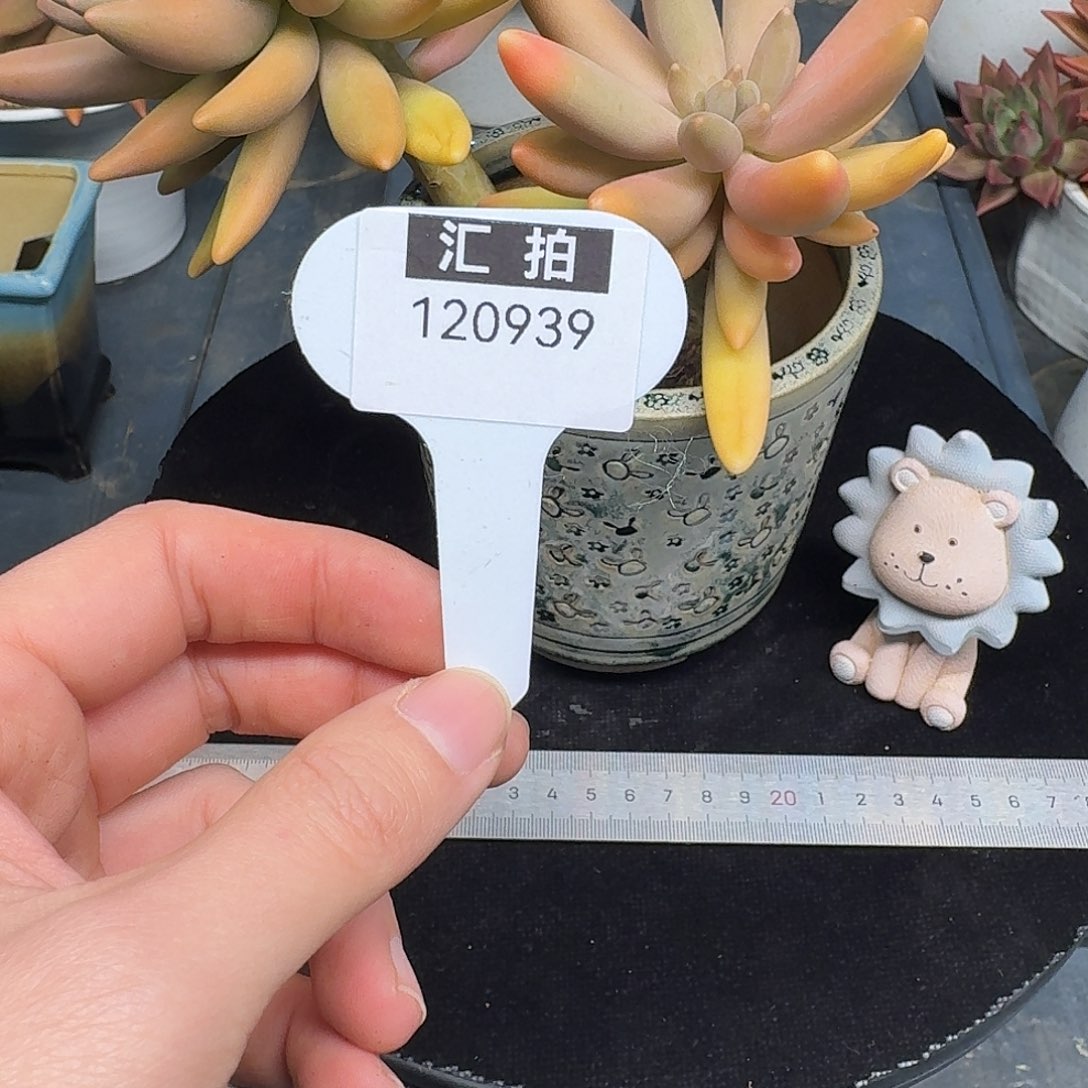 精品多肉植物120939