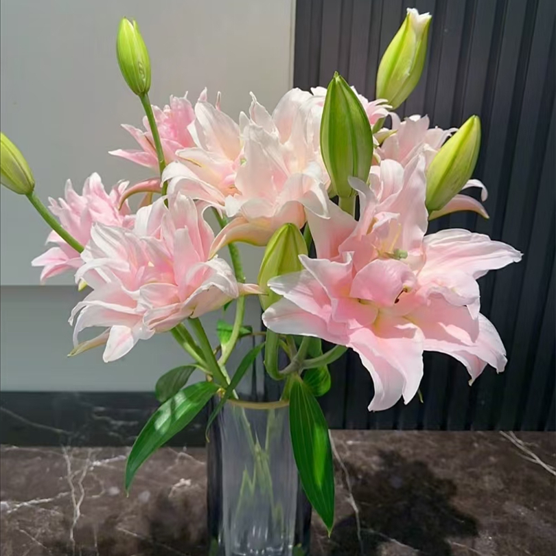 女神百合【重瓣香水百合】【零度以下不拍保温棉不售后】