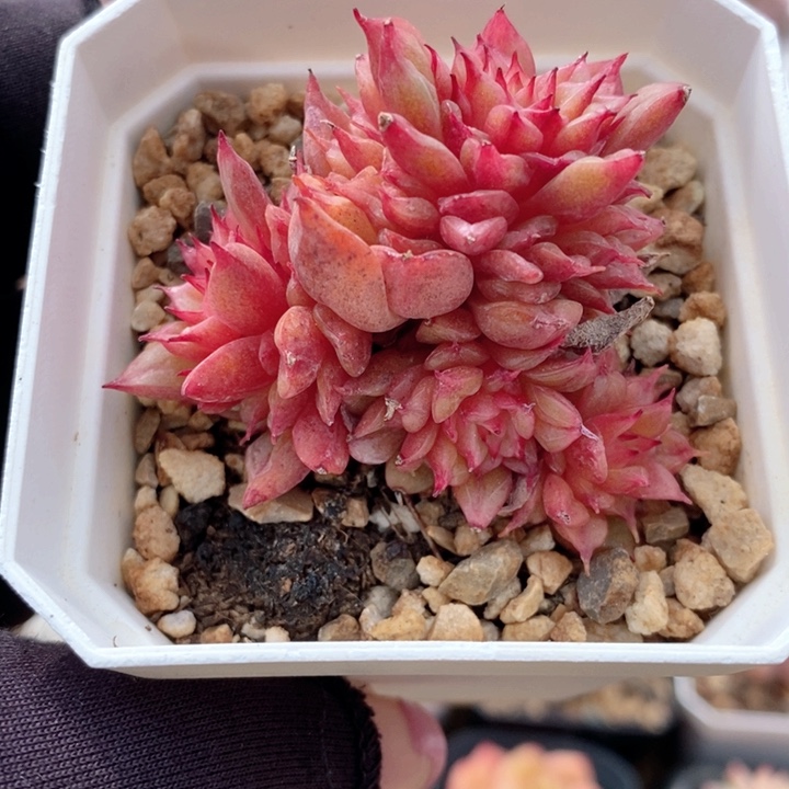 特斯拉 韩货精品