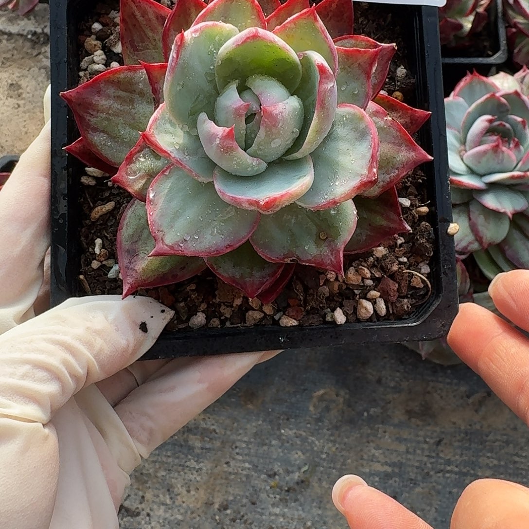 惊鸿惊鸿惊鸿 089..........