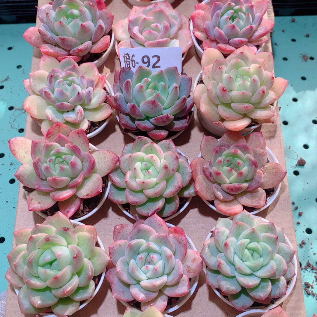 6-92一物一拍多肉带盆18颗