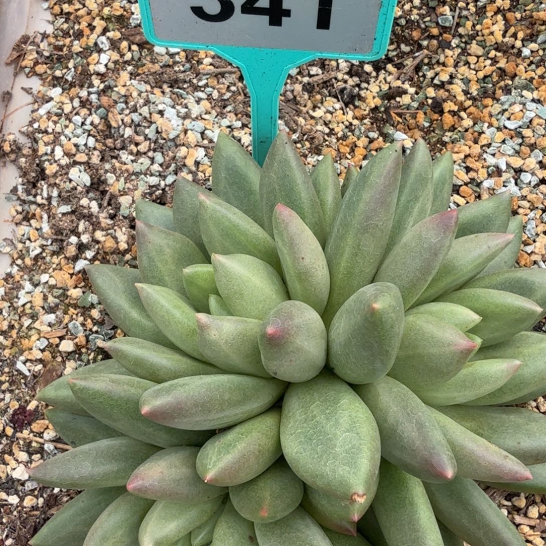 米其林多肉植物341