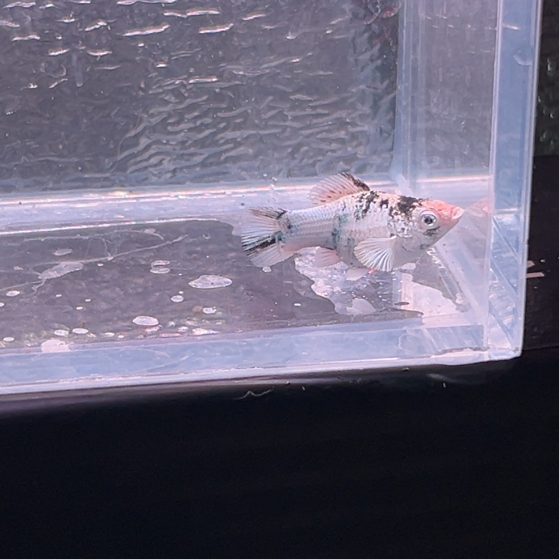 孔雀鱼玛丽鱼一条