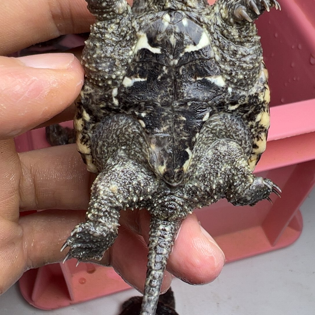 小鳄龟不分公母不退不换 断尾巴