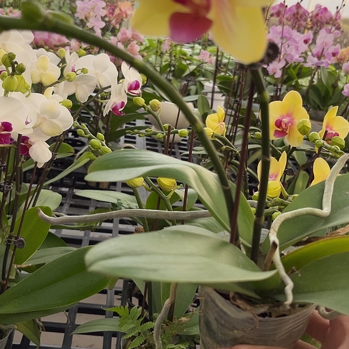 大部分花苞少量开放朝日