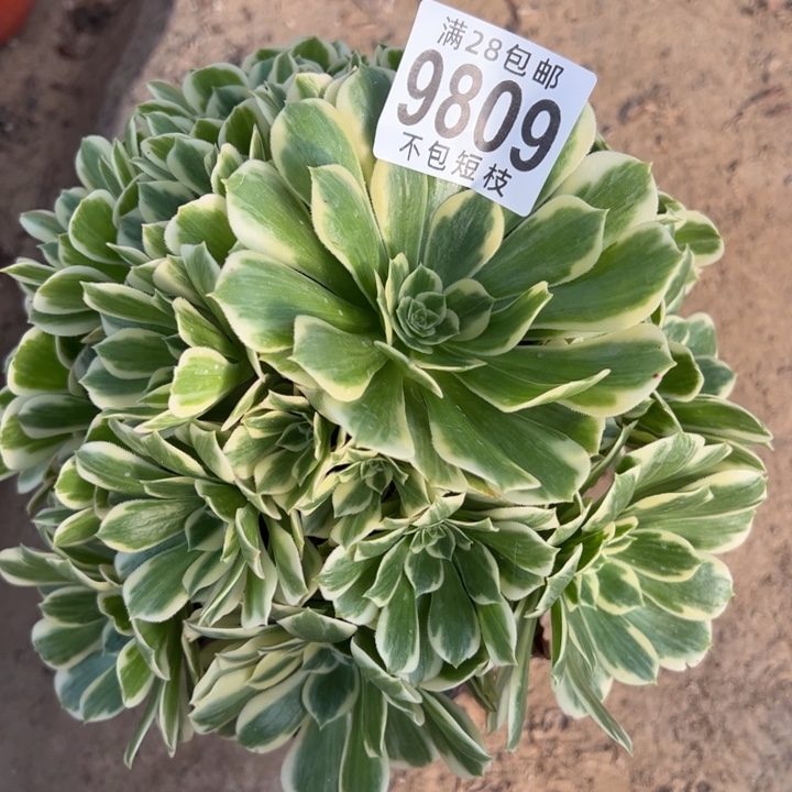 迈巴赫多肉植物法师9809