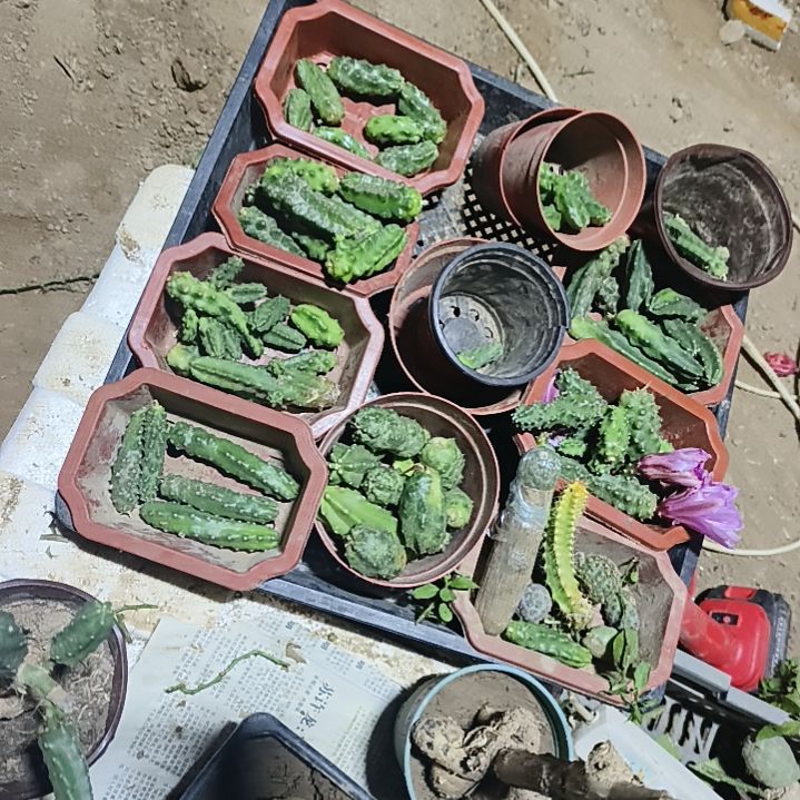 哥****多色水仙侧芽一组10个