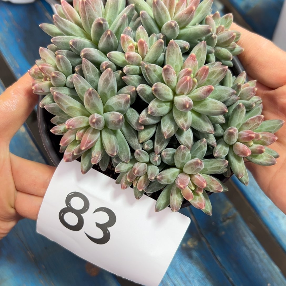阿***生83、是h喜欢喜欢或许表现不错吧