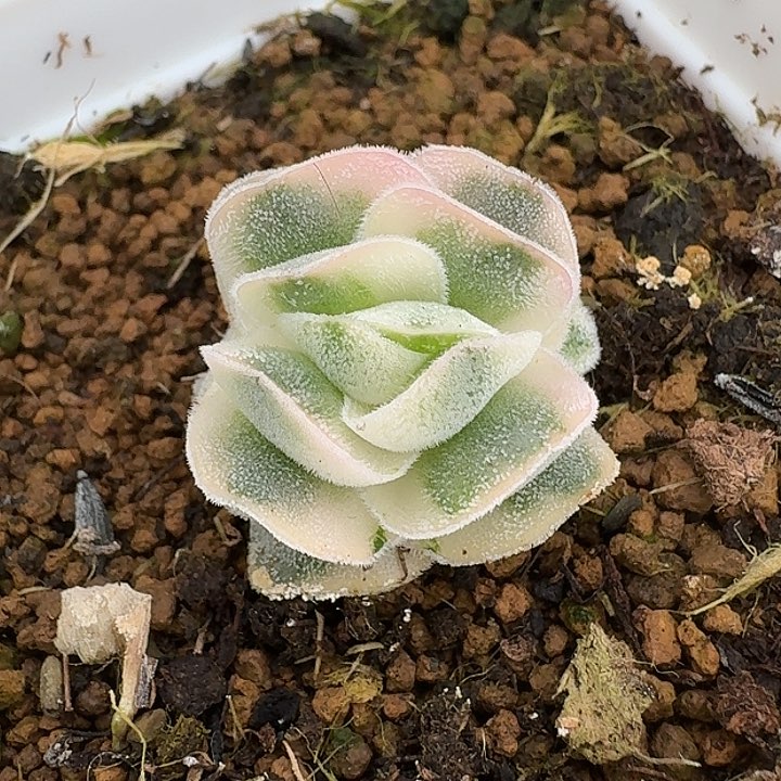 青锁龙属龙宫城锦 带侧芽