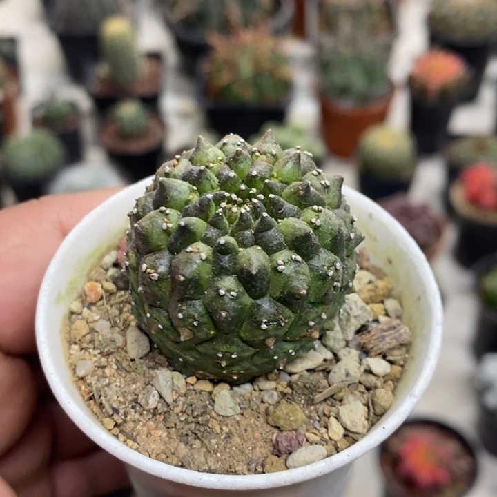 裸额龟甲特价包邮