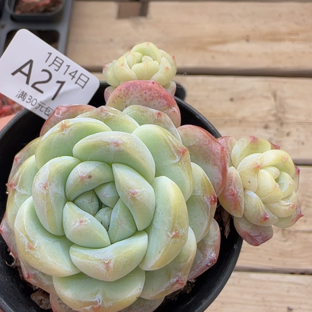 刚毅三头老桩一颗脱土