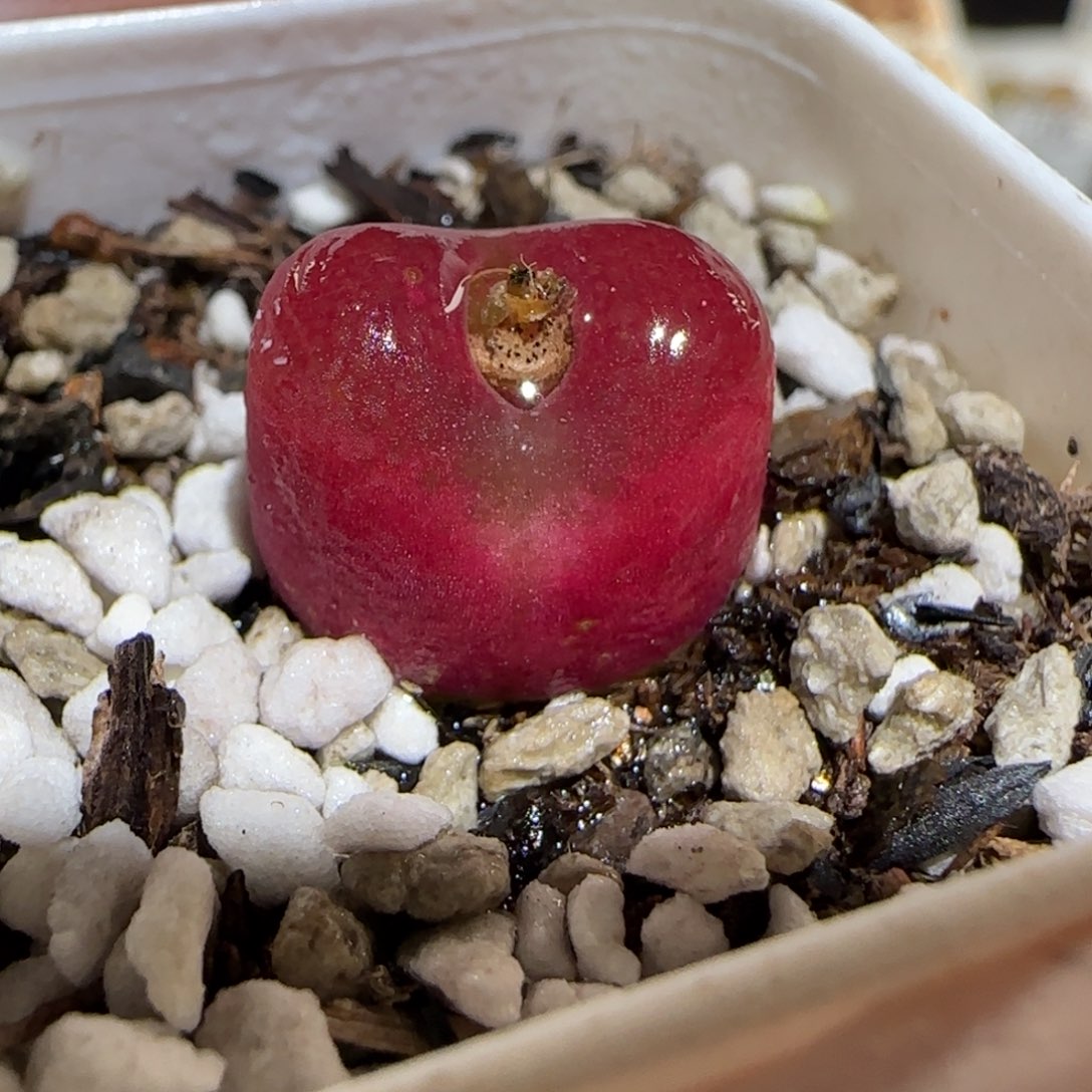 肉锥多肉植物百科30-1196