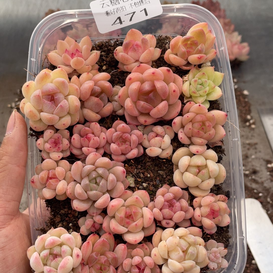 云糖心多肉植物471