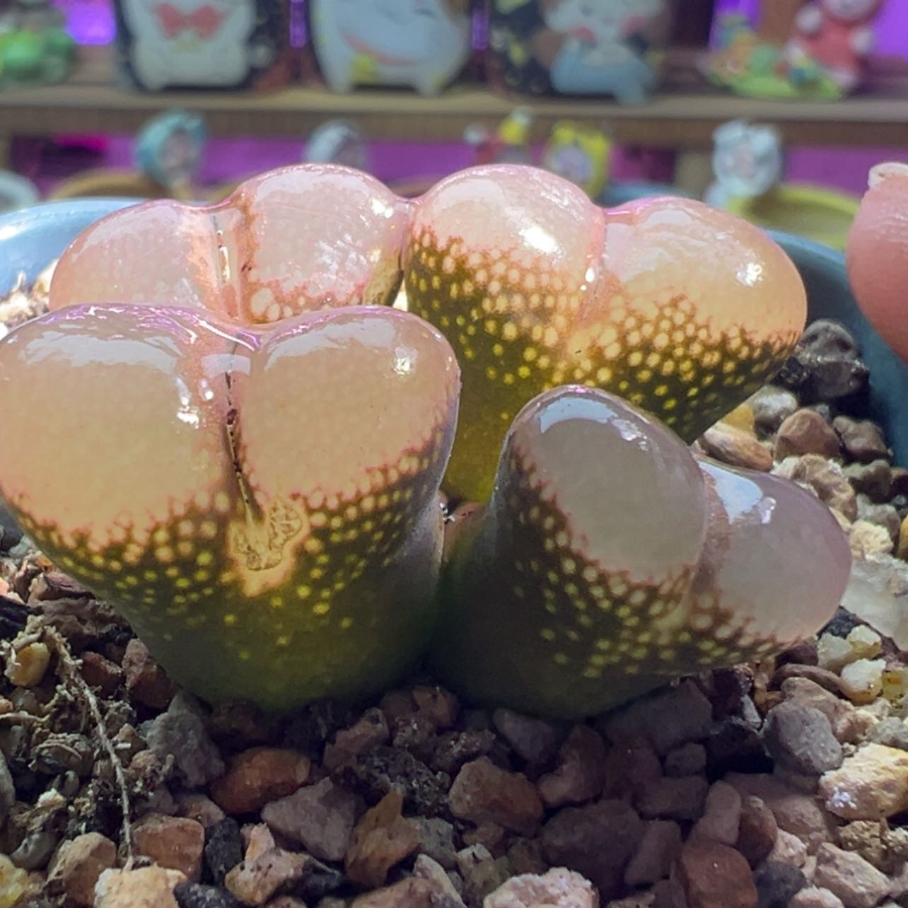 【闪购商品】8折优惠