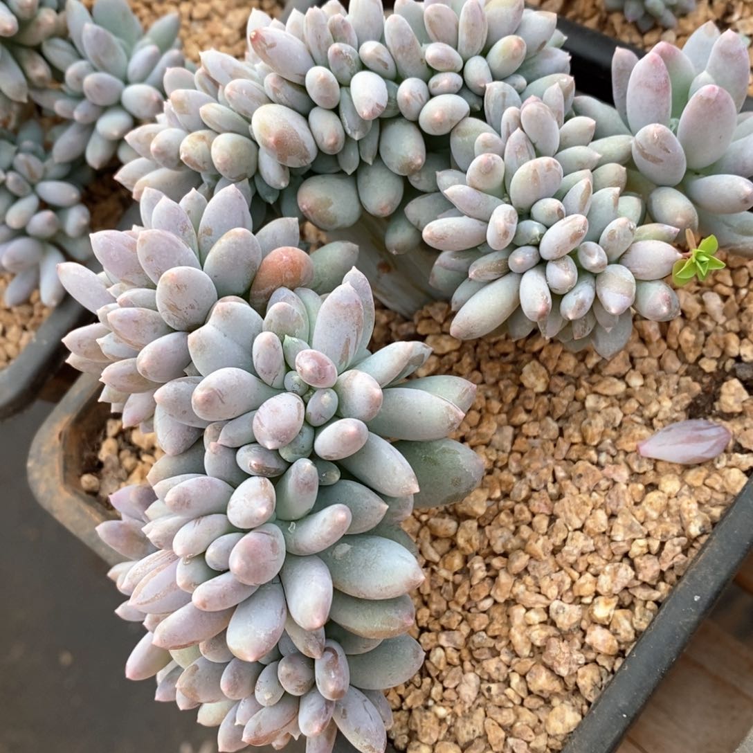 精品多肉一物一拍不包整8