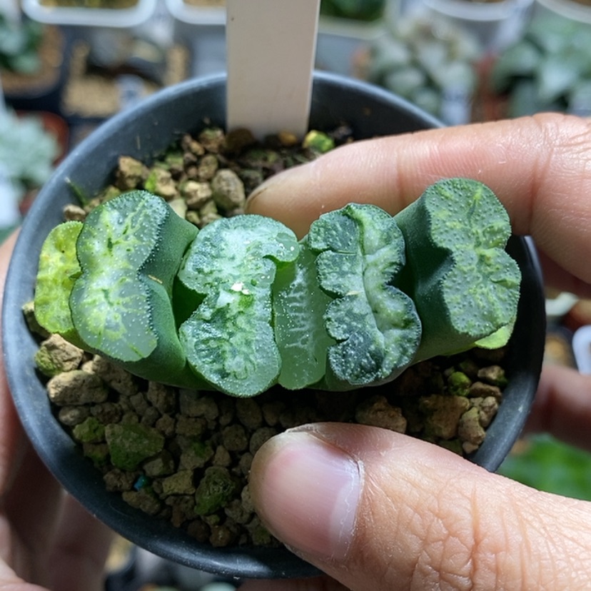 【闪购商品】313守冰