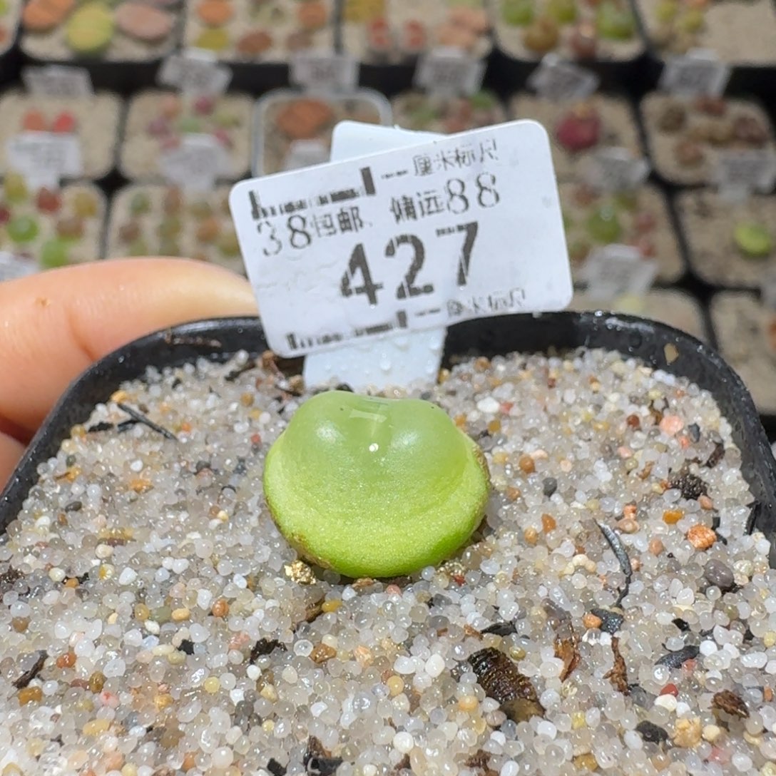 Sss精品便宜了427